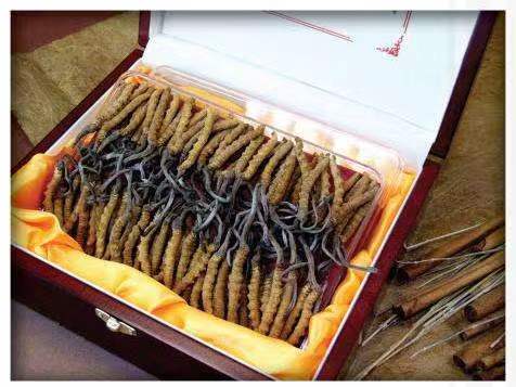 合山冬虫夏草回收